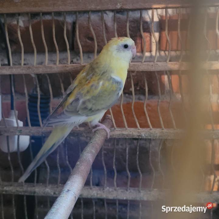 Świergotki Polanka Wielka