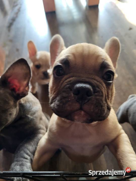 Buldog francuski Lubin