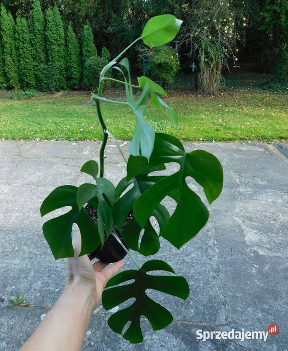 Rhaphidophora tetrasperma 4 pnącze Araceae Kraków