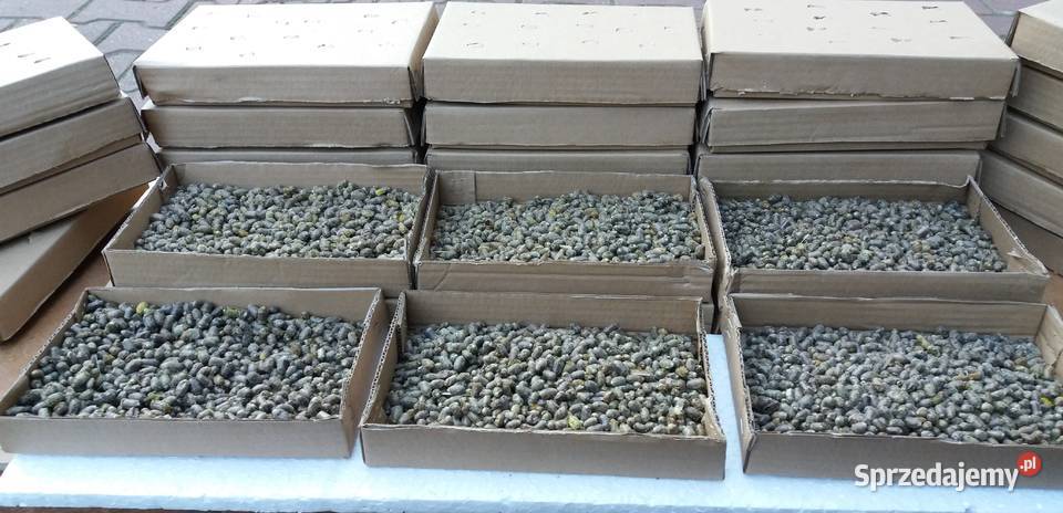 Pszczoła murarka ogrodowa formatki MDF płyty