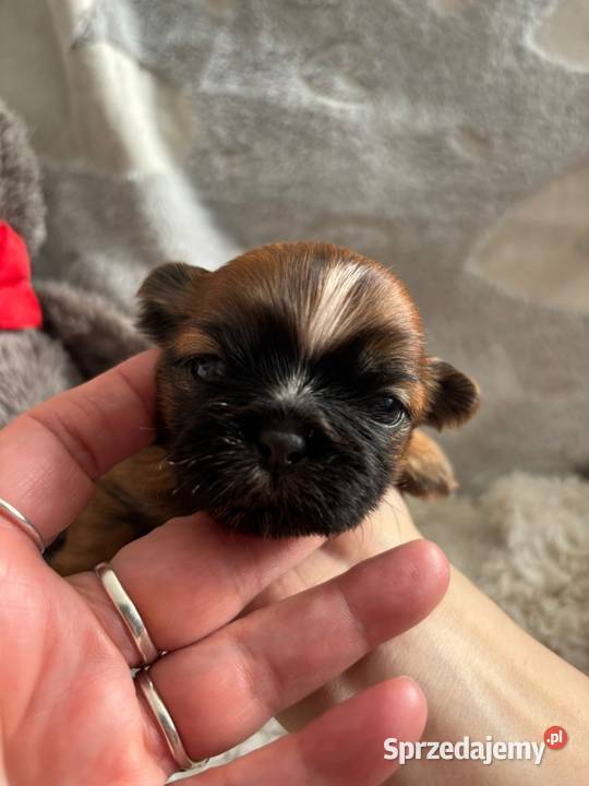 ShihTzu suczka odbiór w grudniu Psy opolskie Strzelce Opolskie