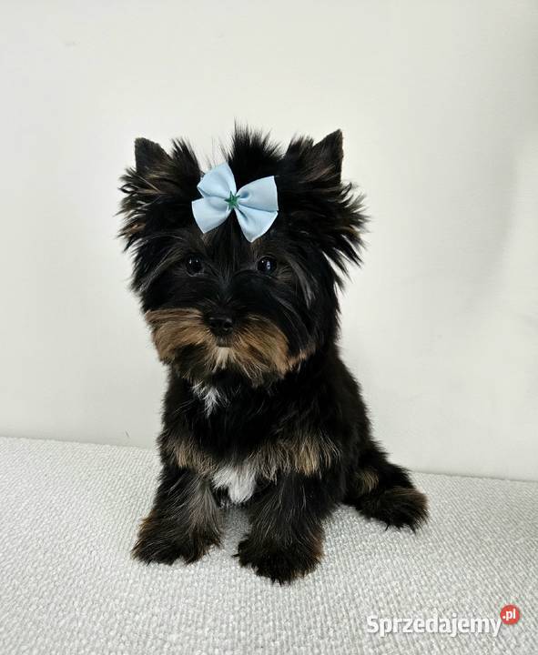 Śliczny York Do Odbioru Z kompletem dokumentów