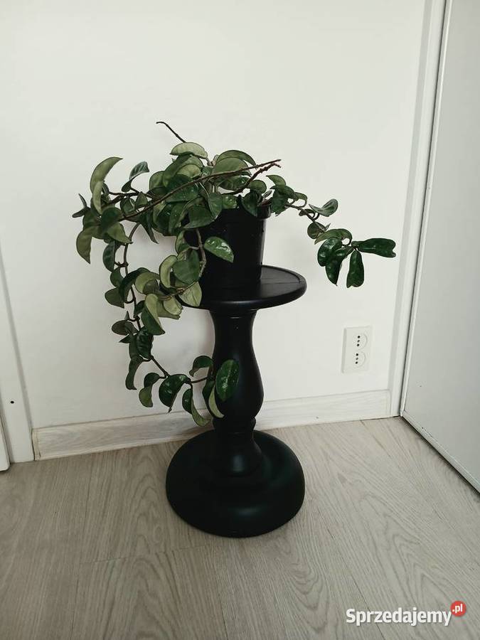 Hoya hoja Krinkle 8 duża sadzonka w doniczce o śląskie