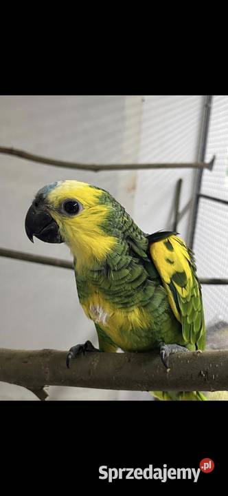 Amazonka Xanthopteryx Ptaki Kęty
