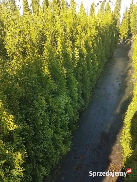 Wyprzedaż przedsezonowa tuje różne wysokości Częstochowa