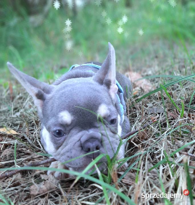 Buldog francuski piesek Zwierzęta Pabianice