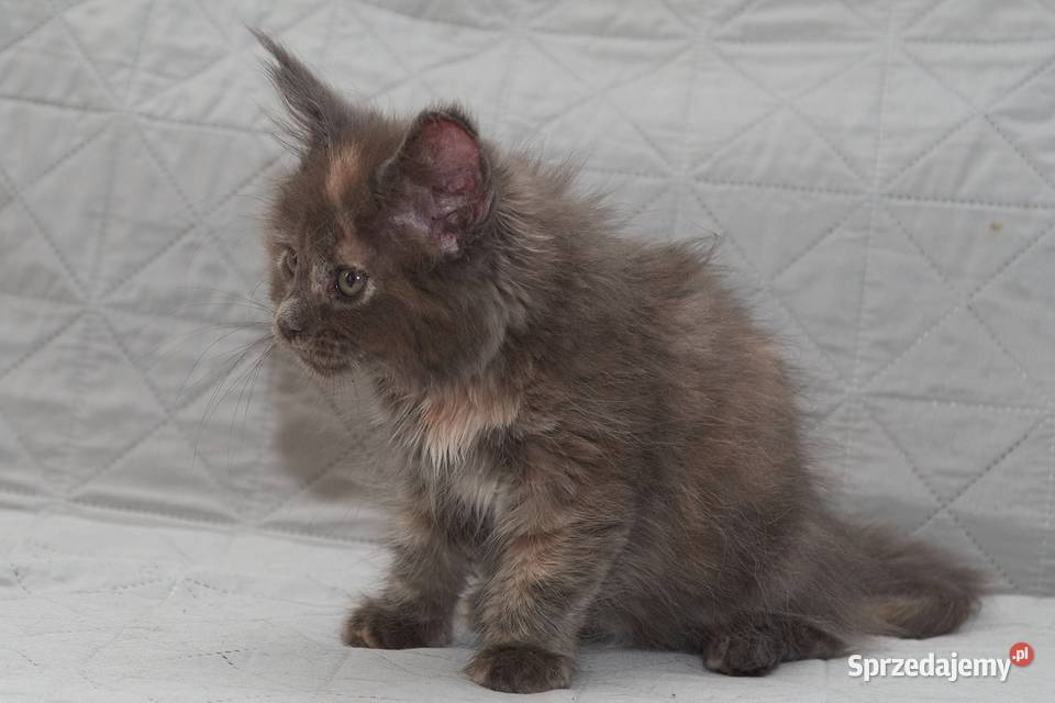 Maine Coon niebieska szylkretowa koteczka Jana Słupno