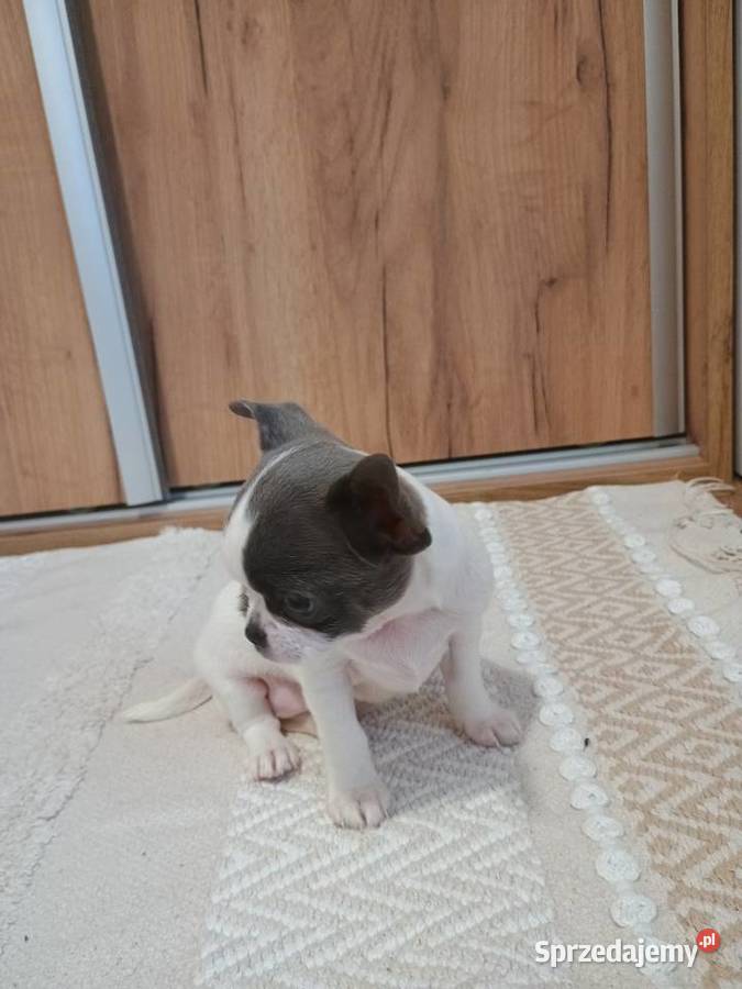 Chihuahua dziewczynka piękna Kleszczów