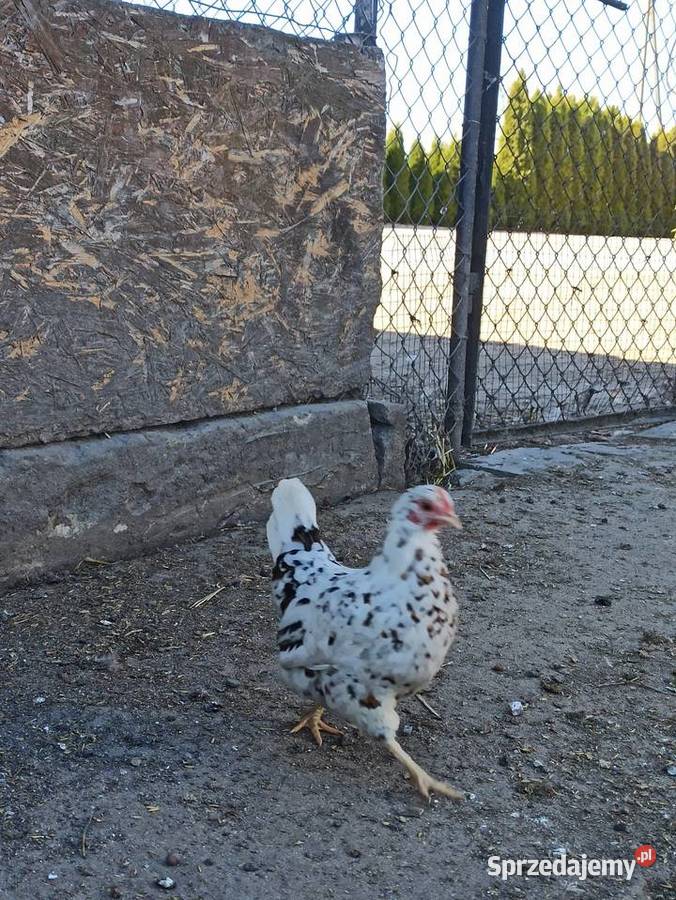 Jaja lęgowe liliputki Krupe