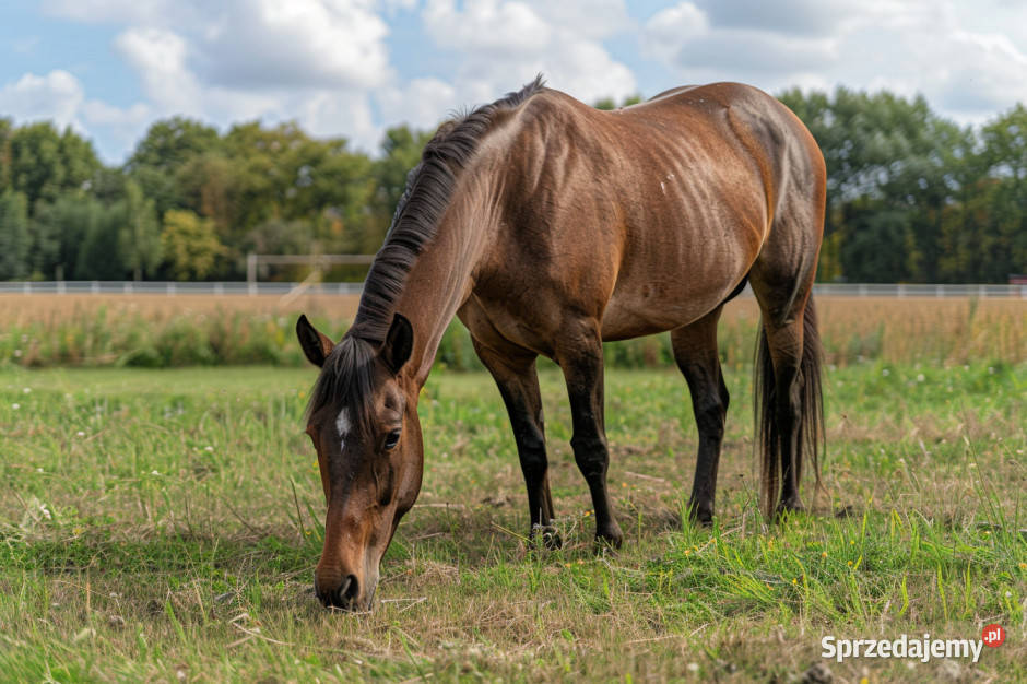 Oddam konia zadbany zachodniopomorskie
