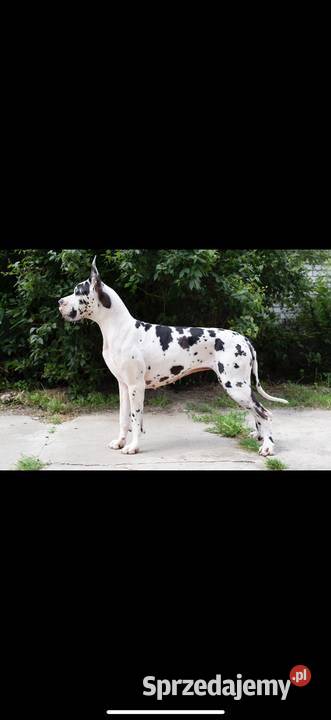 Dog niemiecki samiec merle 10tyg Mszczonów