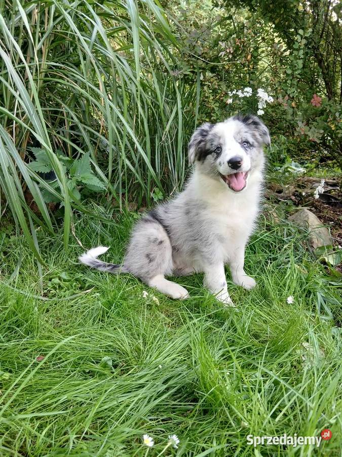 Border collie Toruń