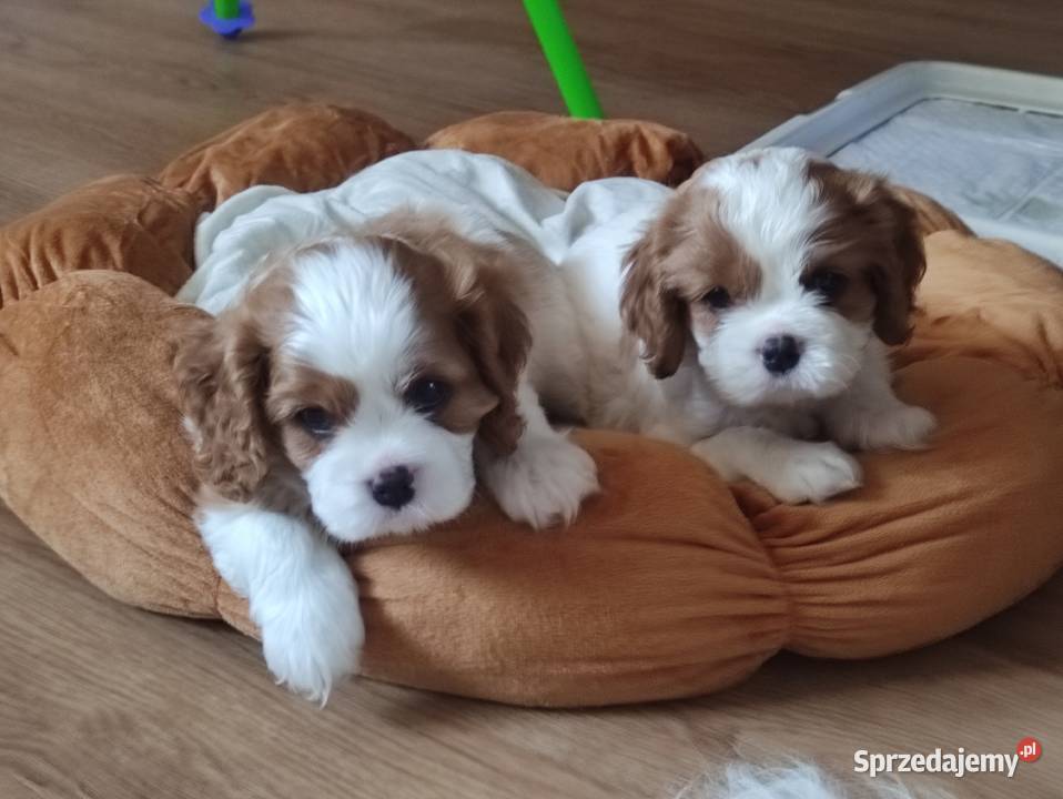 Cavalier king charles spaniel FCI ZKwP