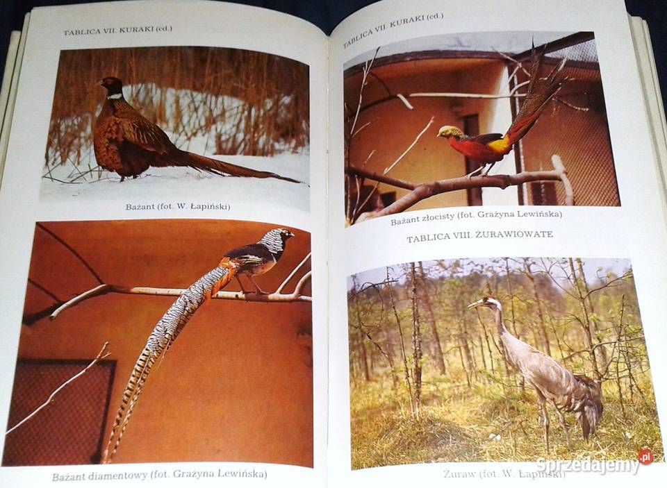 Ptaki Mały słownik zoologiczny Tom 12 Przemysław Chełm sprzedam