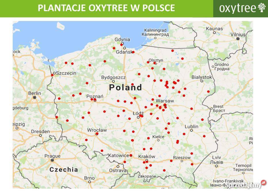 OXYTREE DRZEWA TLENOWE DO OGRODU I NA PLANTACJĘ Warszawa