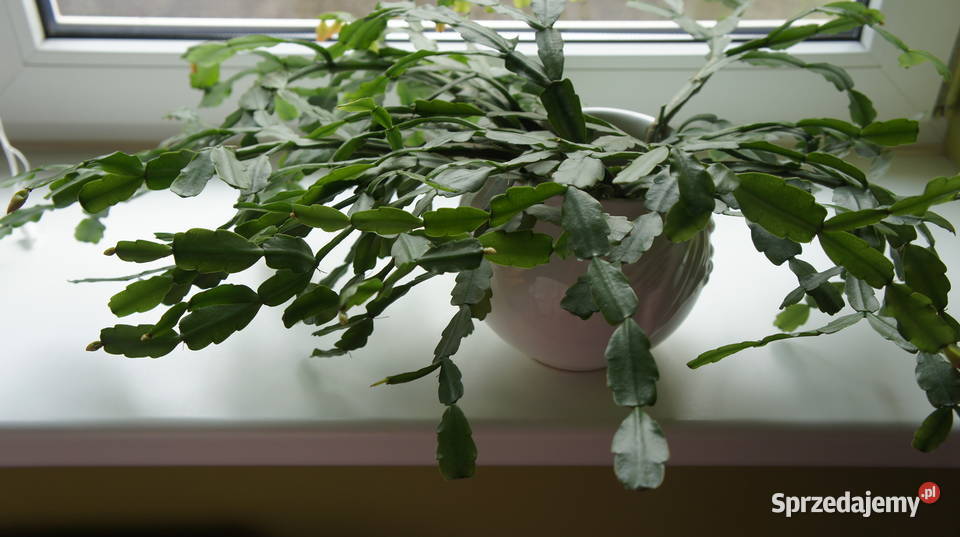 szlumbergera Schlumbergera x buckleyi zygokaktus Szczecin