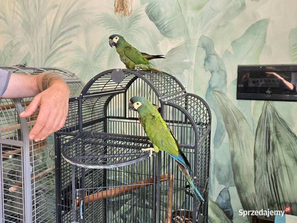 Ary Marakany Poznań sprzedam