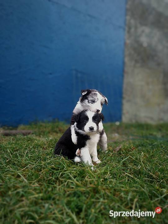 Border collie szczeniaki Psy lubelskie