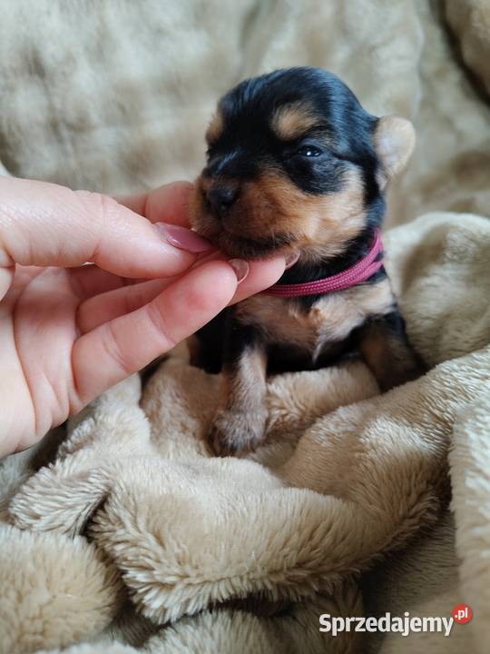 Yorkshire terrier do rezerwacji Łążynek
