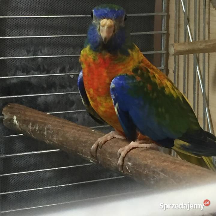 Łąkówki Wspaniałe Gorzów Wielkopolski