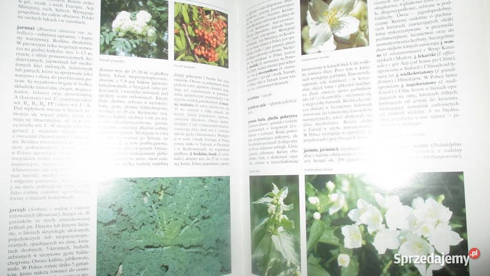 Ogrodnictwo sad rolnictwo działka ogród uprawy sprzedam