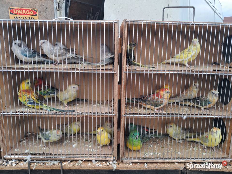 Papugi świergoty świergotki Bochnia