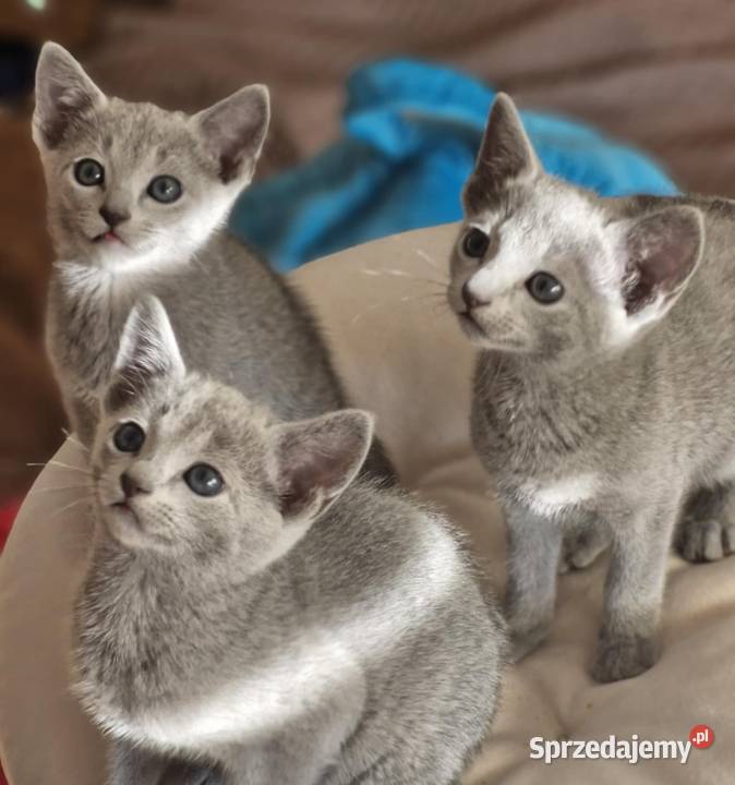 Kot rosyjski niebieski Kraków