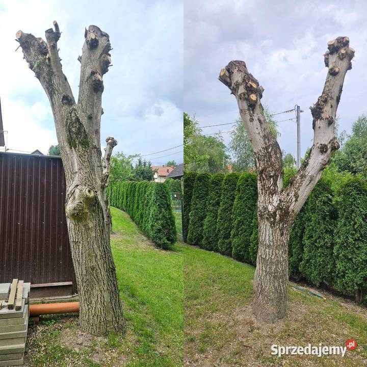 Pień orzecha włoskiego 2 drzewo na deski kłoda małopolskie Grajów