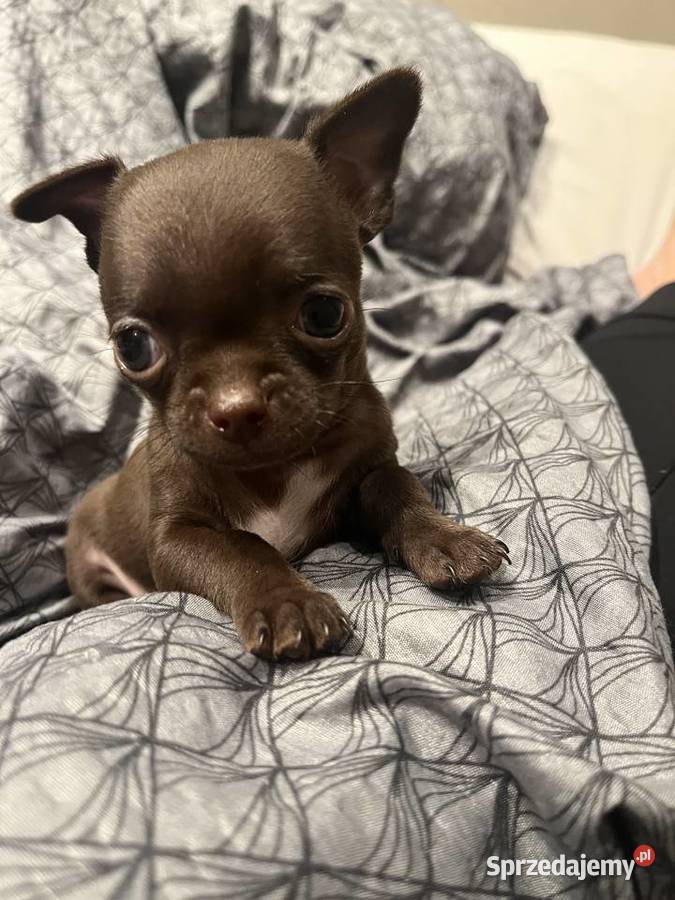 Czekoladowy Chihuahua mini gotowy do odbioru