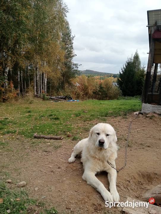 Szczenięta owczarka podhalanskiego Łączna