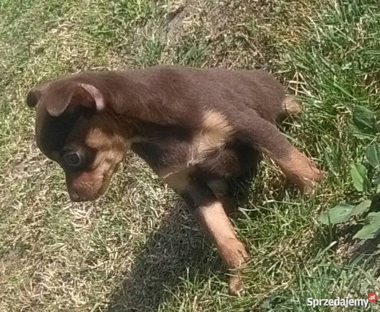 Pinczer miniaturowy Poznań