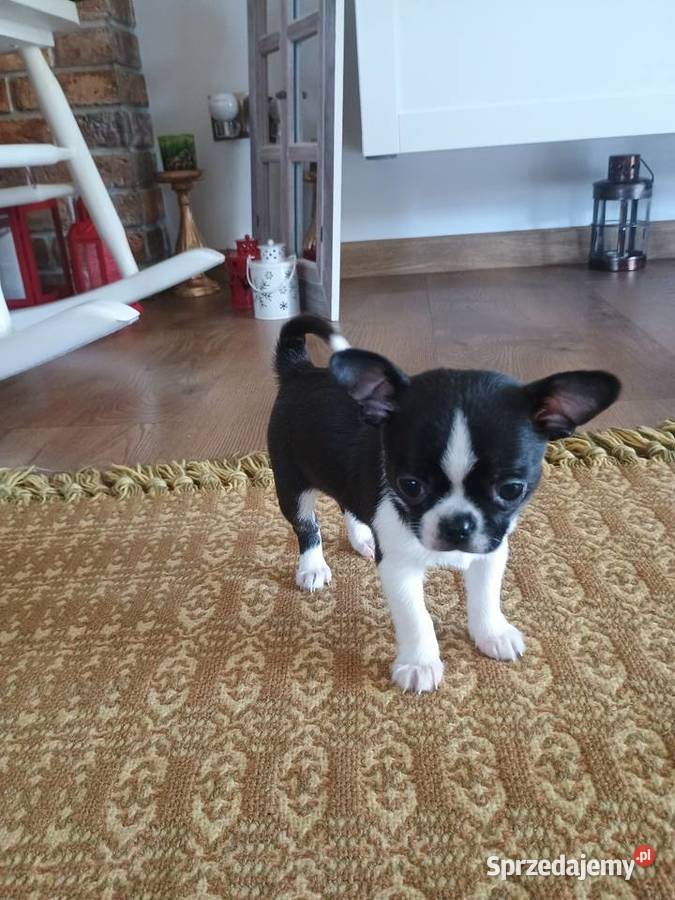 Chihuahua przepiękny chłopiec xxs Radomsko
