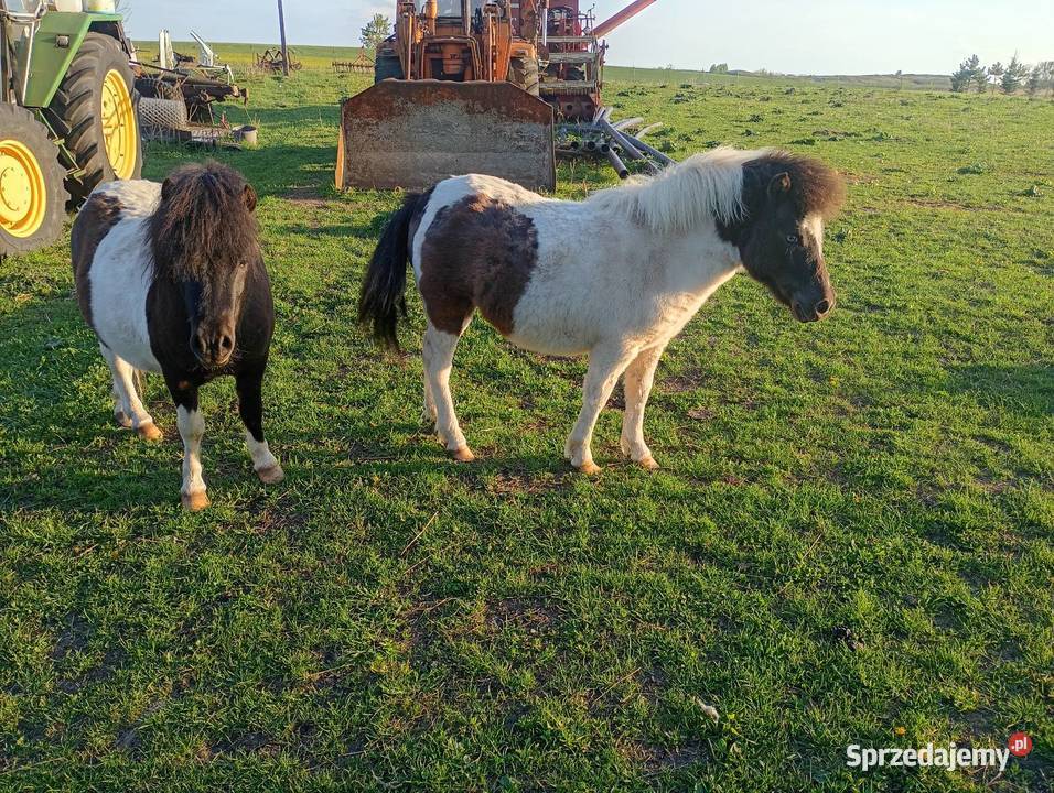 Sprzedam kucyki świętokrzyskie Busko-Zdrój
