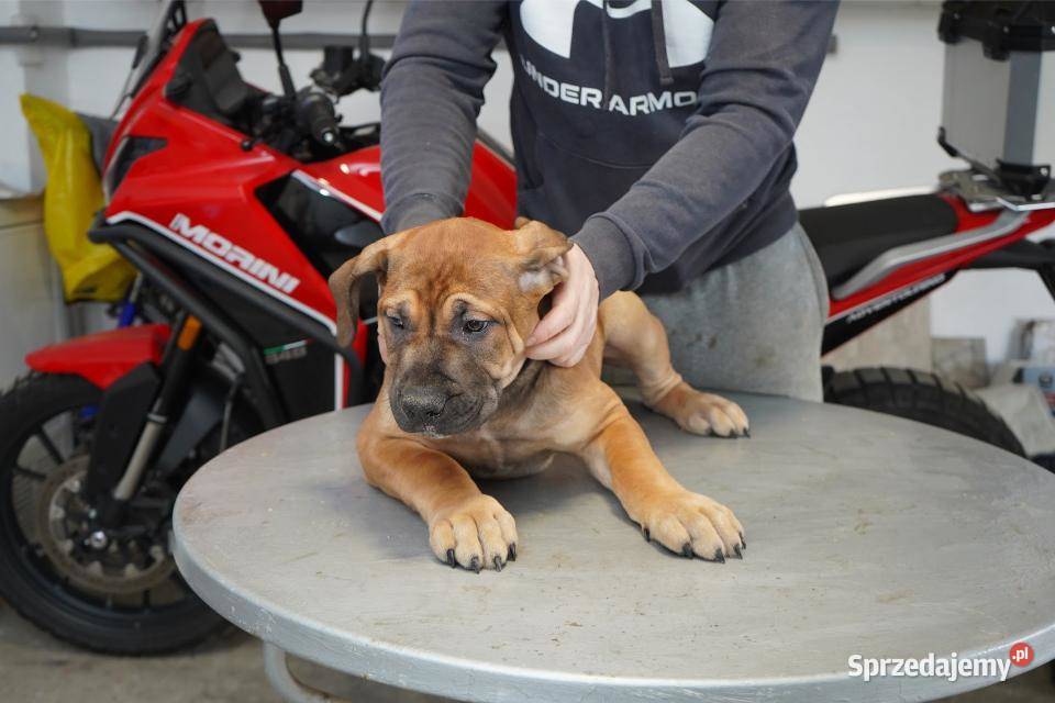Boerboel Szczenięta mastifa mazowieckie Warszawa