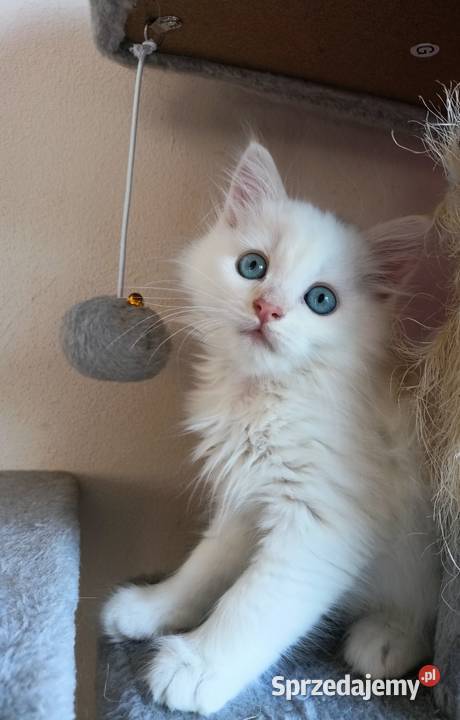 Śliczny Kocur Syberyjski Umi z Rodowodem PZFWCF Sochaczew