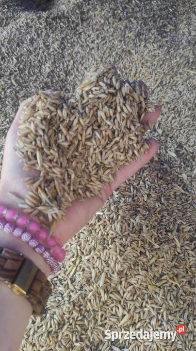 Owies Bezłuskowy podkarpackie Jasło