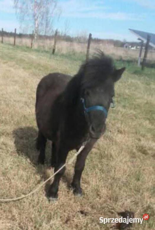 Klacz kuca Gliwice sprzedam