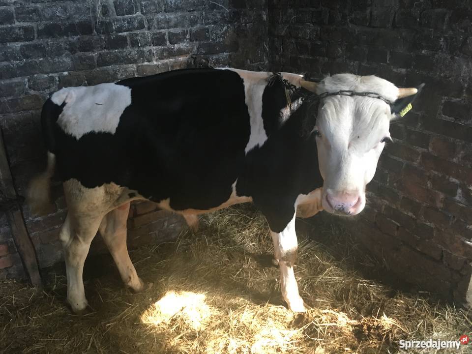 Byki simental 812 miesięcy Turobin
