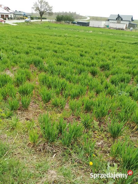 Sprzedam tanio dzialke w okolicy Żabia Wola