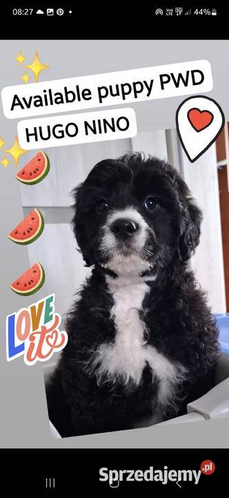 Portugalski pies dowodny szczenięta pieski sprzedam