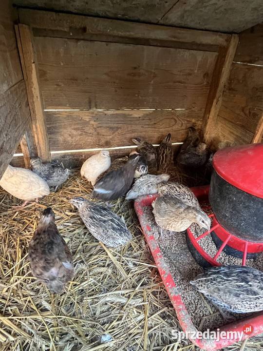 Jaja lęgowe i konsumpcyjne przepiórek