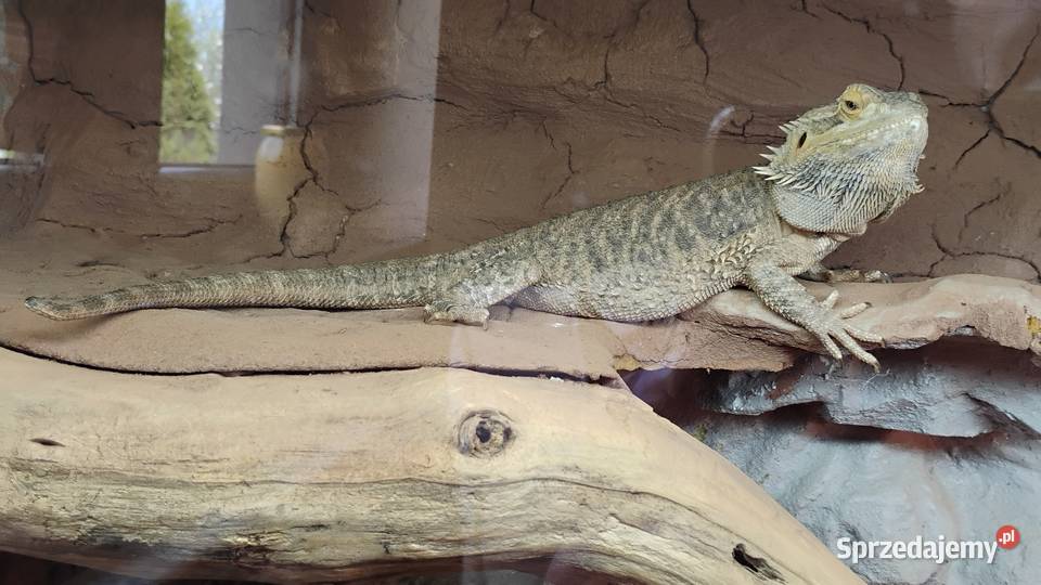 Agama brodata z terrarium Lednica Górna