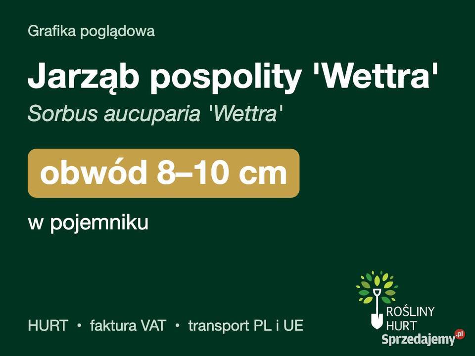 Jarząb pospolity Wettra obwód 810 w pojemniku sprzedam