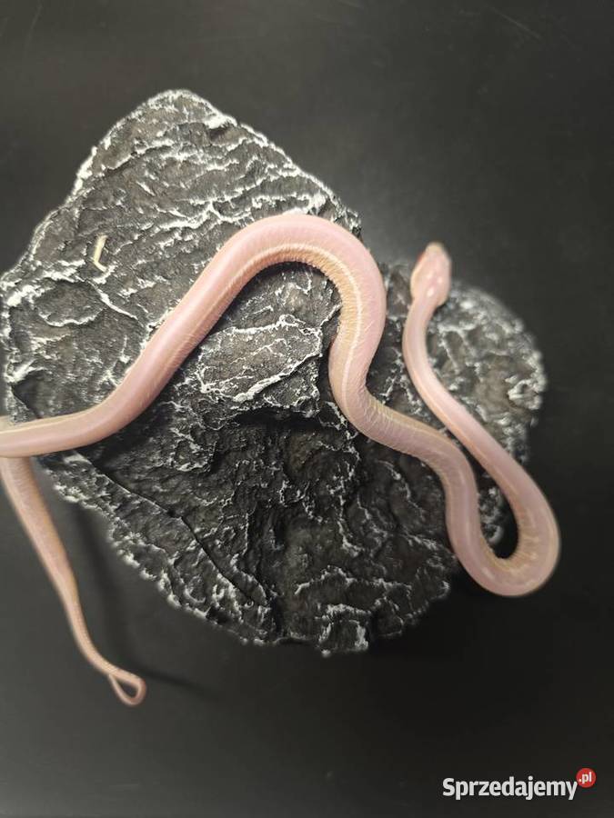 Wąż zbożowy samica Wrocław