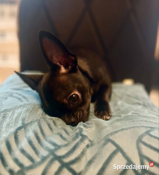 Chihuahua MALEŃKI piesek ZKwP Raczyce
