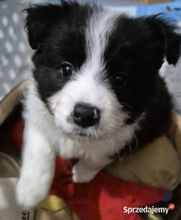 Border collie szczenieta GOTOWE DO ODBIORU Łobżenica