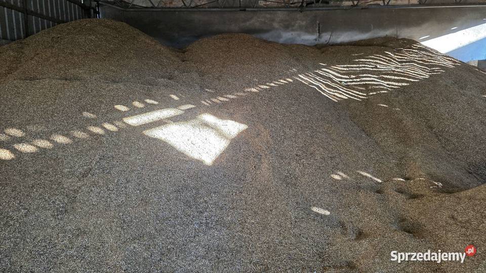 OWIES JARY Bolesławiec