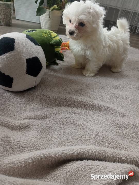 Maltańczyk piesek Dębica