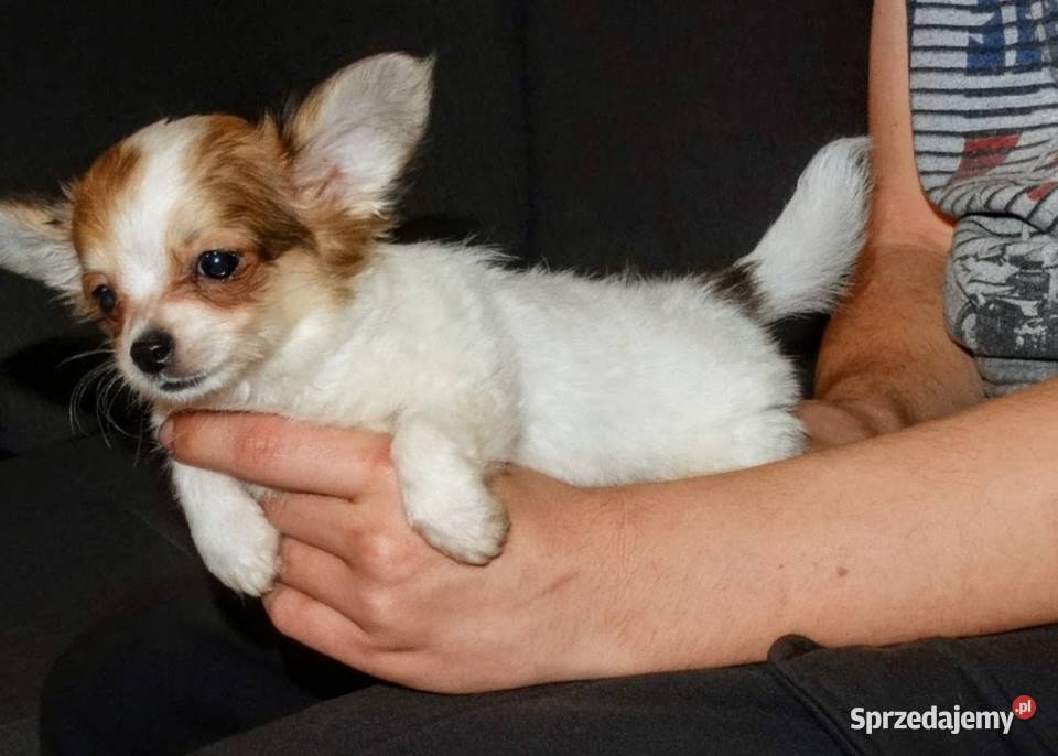 Chihuahua pieski Psy Września