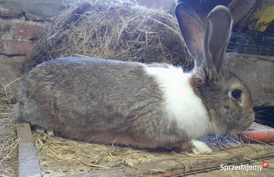 Króliki roczne samice i samce Króliki Wojaszówka